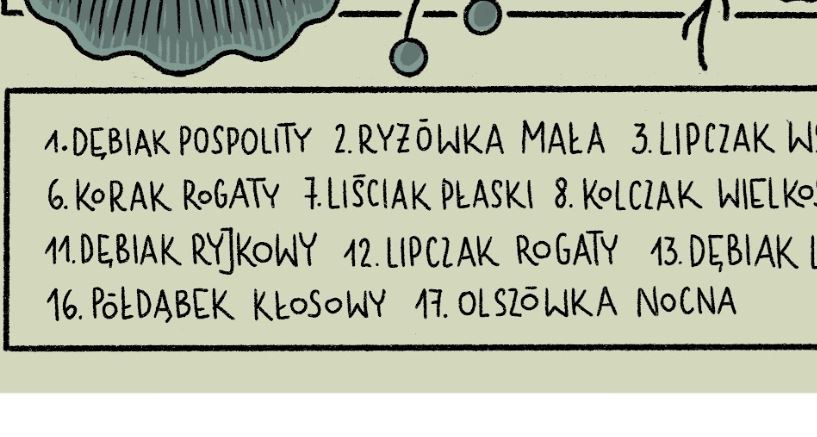 Plakat Liściowce (jasny) - Luiza Kwiatkowska - Czarno-biały plakat artystyczny z ręcznie pisanymi nazwami roślin na ekologicznym papierze organicznym. - plakat, print